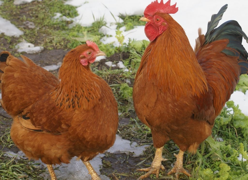 New Hampshire Red chickens for sale