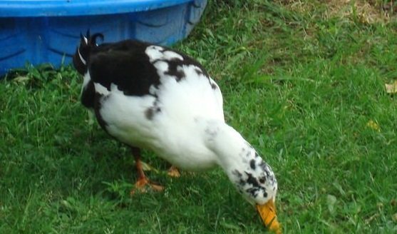 Ancona Ducks