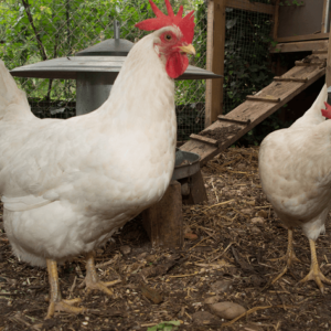 Leghorn chickens for sale