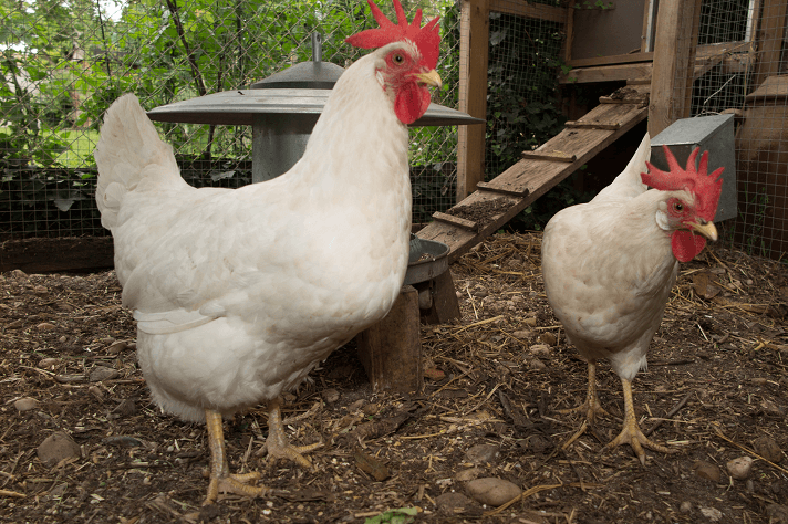 Leghorn chickens for sale