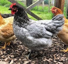 Blue Sapphire Gem chickens