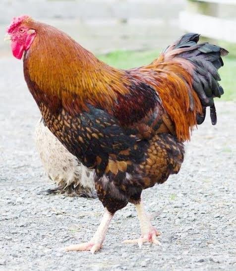 Black Laced Golden Wyandotte Chicken