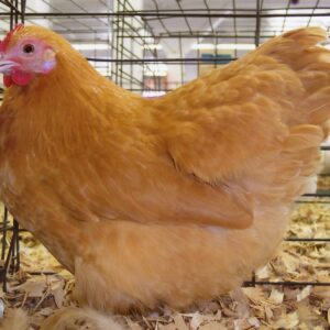 Buff Orpington Bantams for Sale