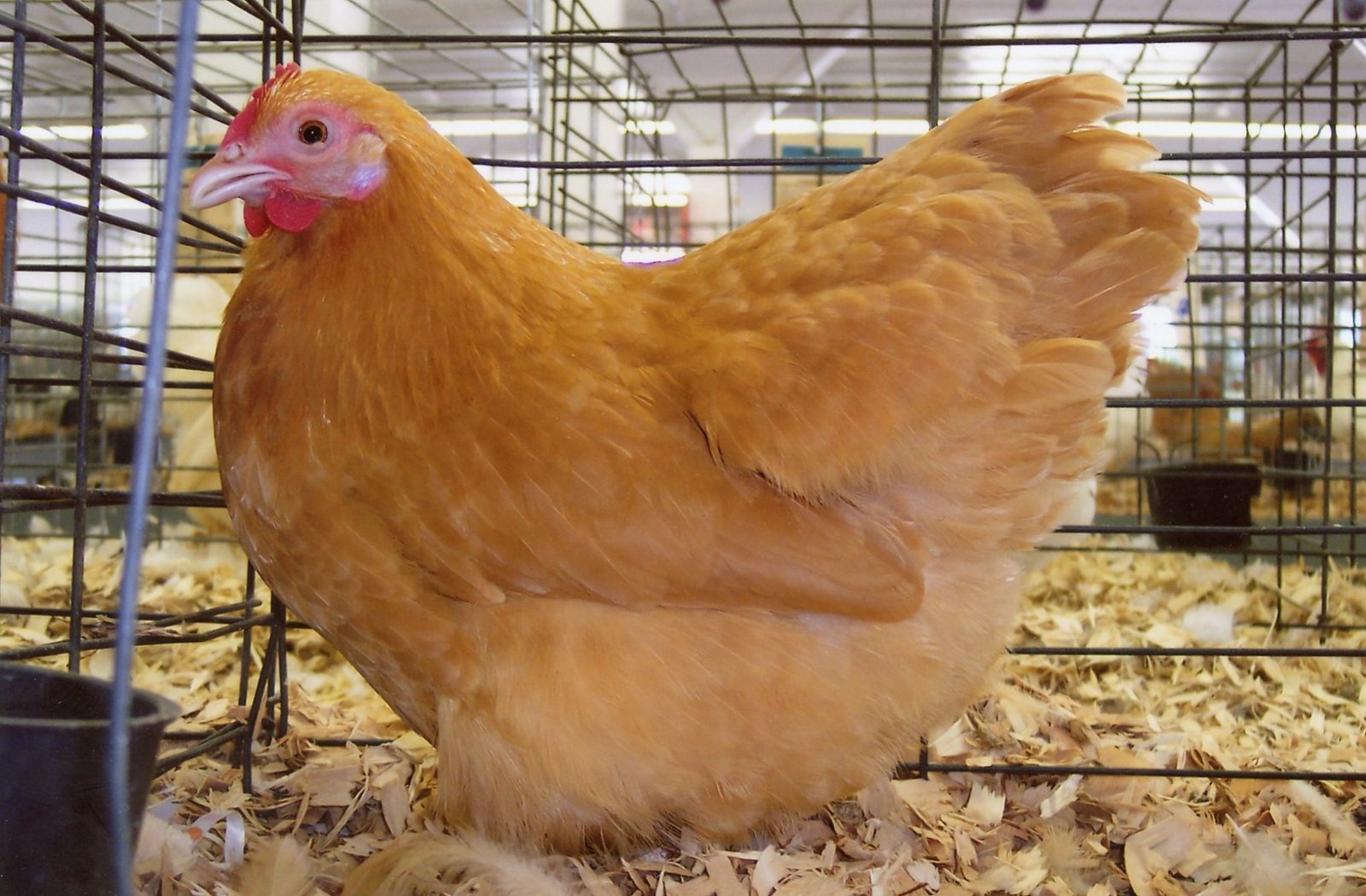 Buff Orpington Bantams for Sale