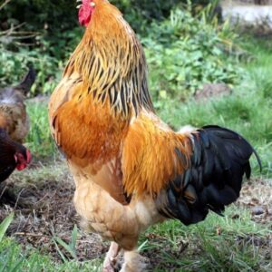 Buy Buff Brahma Chicken Rooster (Male)