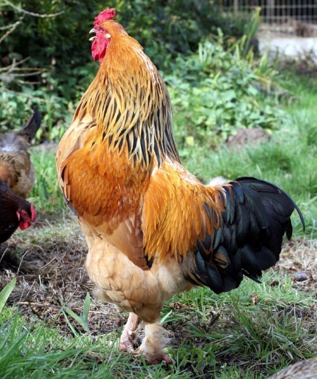 Buy Buff Brahma Chicken Rooster (Male)