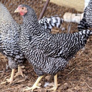 dominique chickens for sale