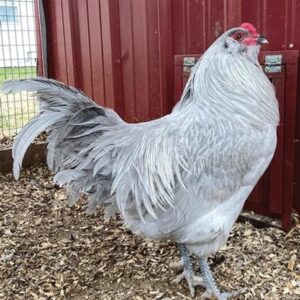 LAVENDER AMERAUCANA