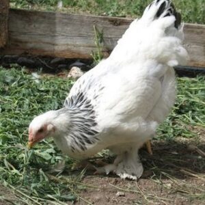 Light Brahma Hen ( Started Pullet )