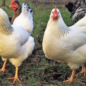 buy Delaware chickens for sale