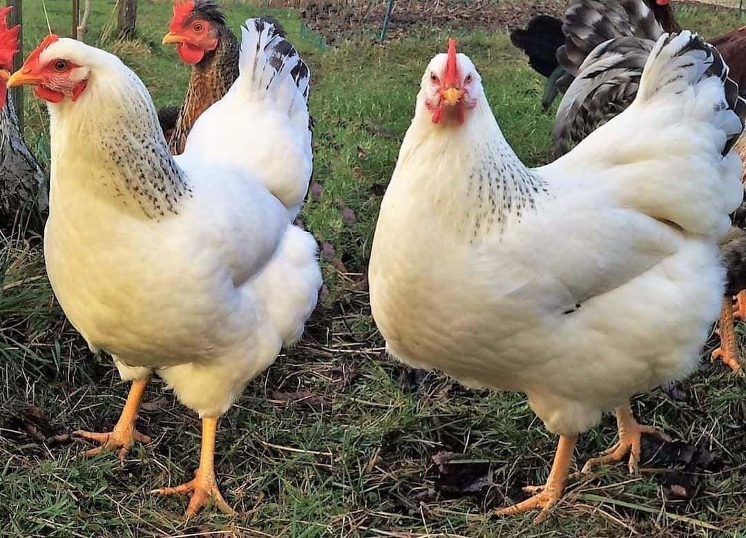 buy Delaware chickens for sale