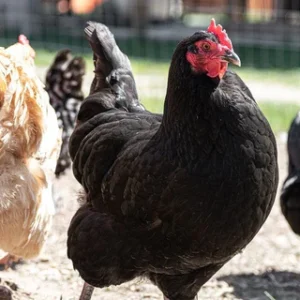 black Australorp chickens for sale