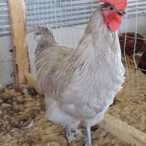 Lavender Orpington Chicken (Male)