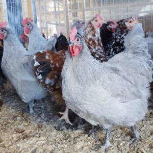 lavender orpington chickens