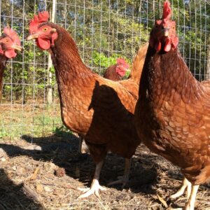 Buy Rhode Island Red Chicken Hens  ( Female )