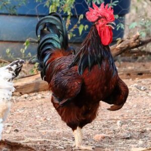 Rhode Island Reds Chickens