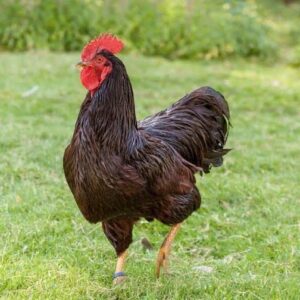 Rhode Island Red Bantam