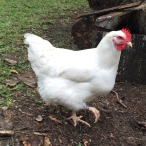 Rhode Island White Chicken