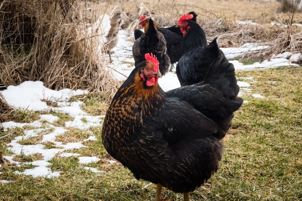 buy Black Stars chicken