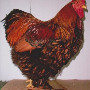 GOLD LACED STANDARD COCHIN
