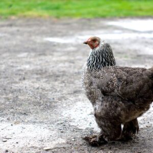 Dark Brahma Hen (Female)