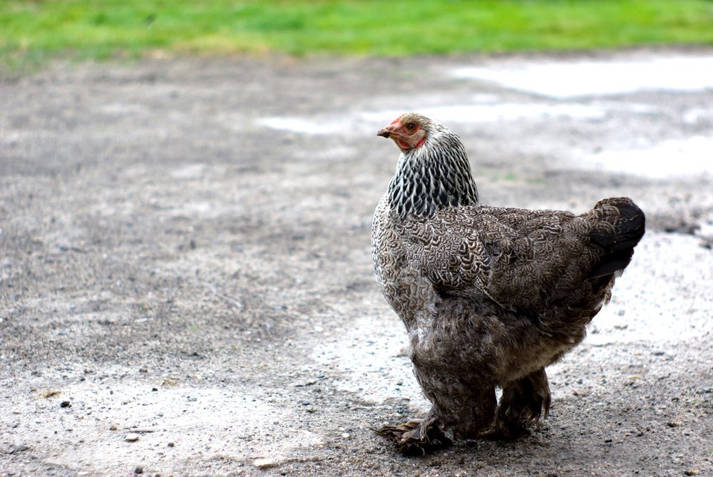 Dark Brahma Hen (Female)