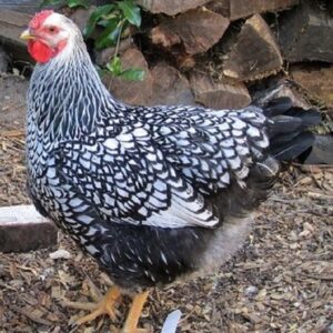 Silver Laced Wyandotte Chickens