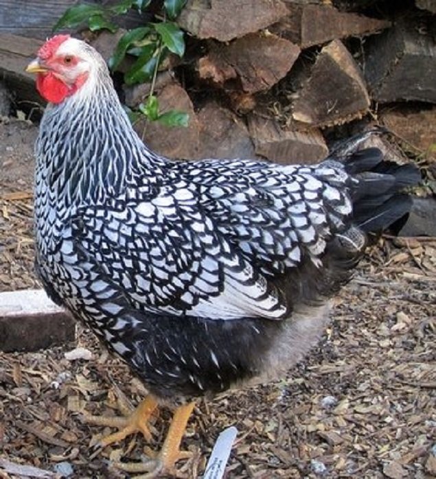 Silver Laced Wyandotte Chickens