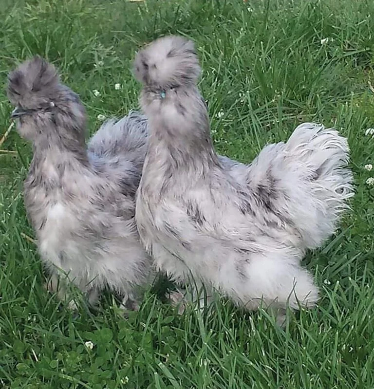 Splash Silkie Chicken Bantam
