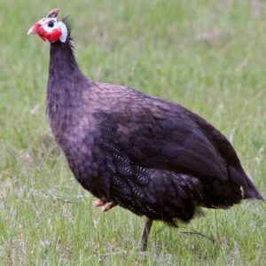 Royal Purple Guinea for Sale