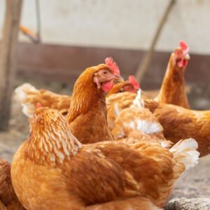 red star chicken for sale