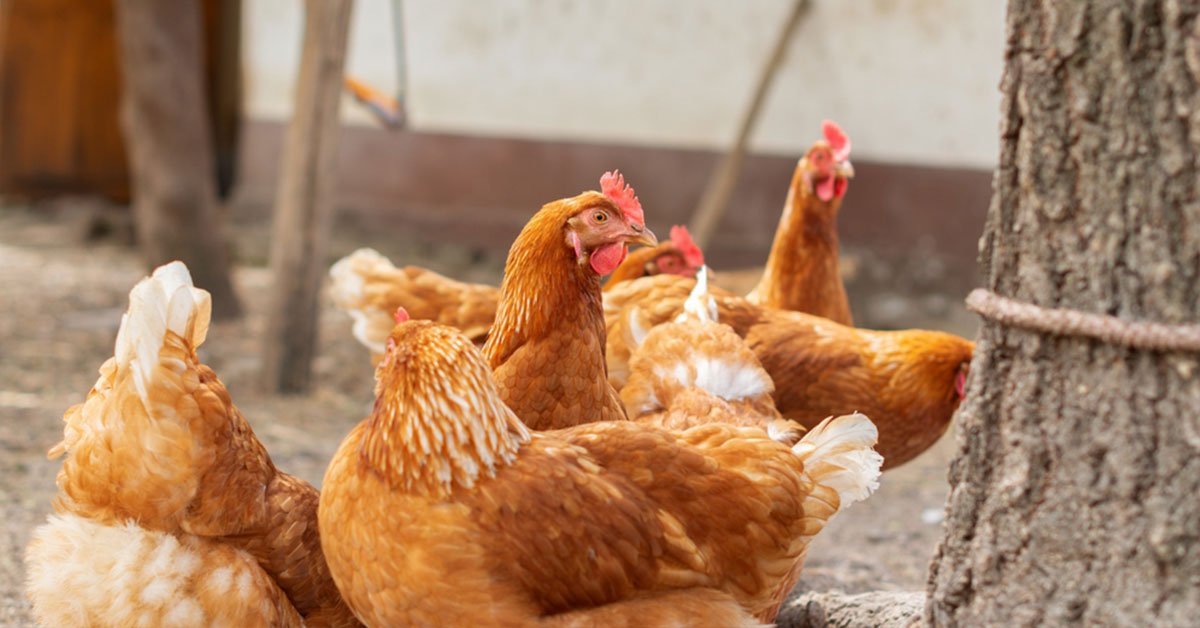 red star chicken for sale