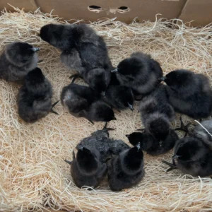 Ayam Cemani chicks