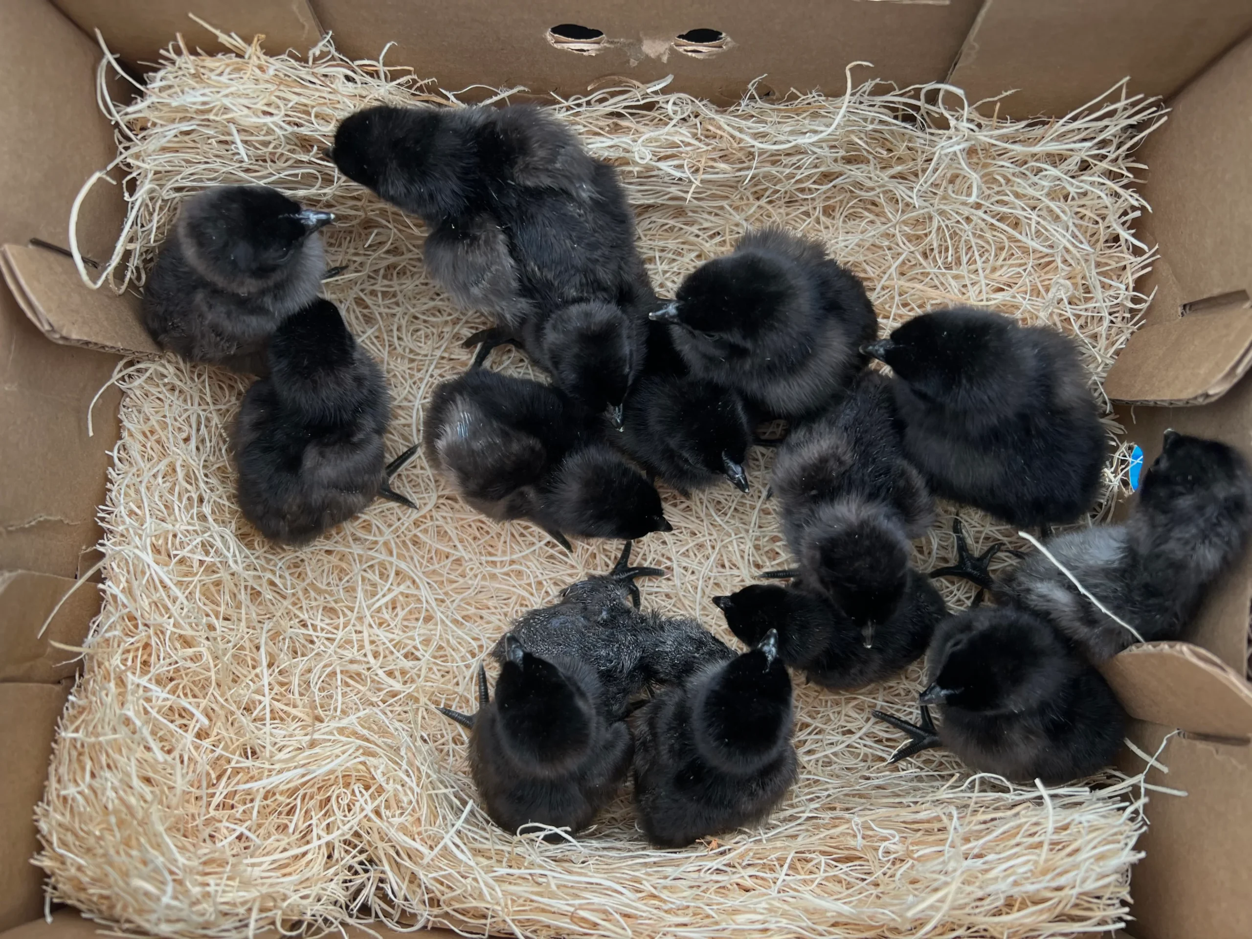 Ayam Cemani chicks