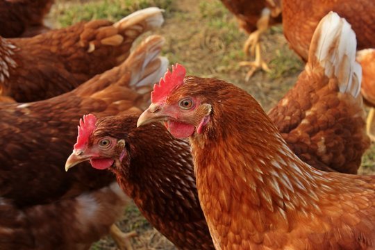 Lohmann Brown Chicken