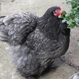 Blue Cochin Bantam For Sale