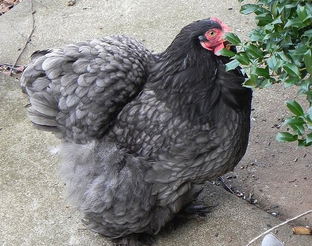 Blue Cochin Bantam For Sale