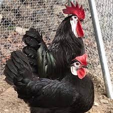 white faced black spanish chickens