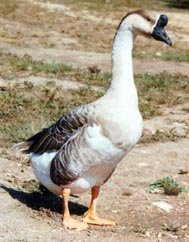 African Geese for Sale