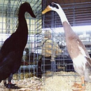Hatchery Choice Runner Ducks